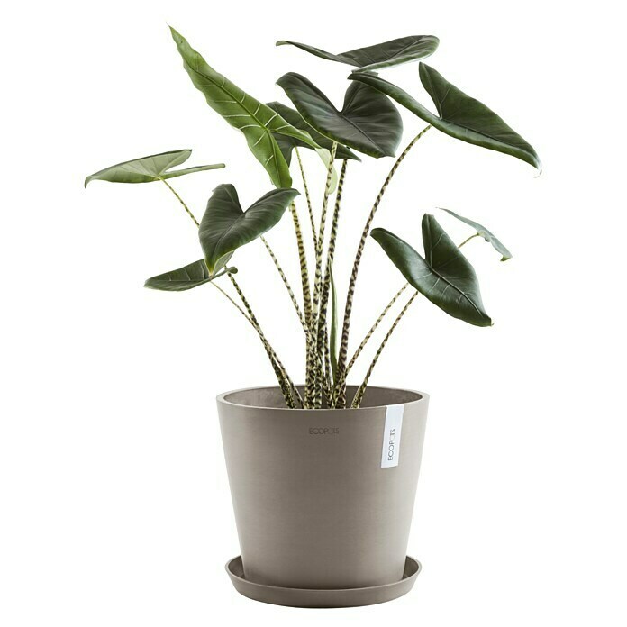 Ecopots Amsterdam Pflanzkübel rund (Außenmaß (Ø x H): 30 x 25,9 cm, Kunststoff, Braungrau, Mit Bewässerungssystem) | BAUHAUS