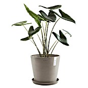 Ecopots Amsterdam Pflanzkübel rund (Außenmaß (Ø x H): 30 x 25,9 cm, Kunststoff, Braungrau, Mit Bewässerungssystem) | BAUHAUS
