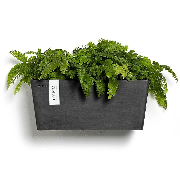 Ecopots Wand-Pflanzkasten Manhattan Wall - Außenmaß (L x B x H): 35 x 17,2 x 15 cm, Kunststoff, Dunkelgrau, Rechteckig - Ein grauer ECOPOTS Pflanzenkasten mit üppigem Grünzeug an einer Wand. Das schlichte Design betont die natürliche Schönheit der Pflanze.