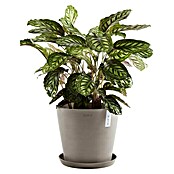 Ecopots Amsterdam Pflanzkübel rund (Außenmaß (Ø x H): 40 x 34,8 cm, Kunststoff, Braungrau, Mit Bewässerungssystem) | BAUHAUS
