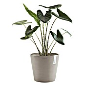 Ecopots Amsterdam Pflanzkübel rund (Außenmaß (Ø x H): 30 x 25,9 cm, Kunststoff, Braungrau, Mit Bewässerungssystem) | BAUHAUS