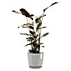 Ecopots Oslo Pflanztopf mit Wasserspeicher (Außenmaß (Ø x H): 25 x 21,4 cm, Kunststoff, Weißgrau) | BAUHAUS