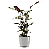 Ecopots Oslo Pflanztopf mit Wasserspeicher (Außenmaß (Ø x H): 25 x 21,4 cm, Kunststoff, Weißgrau) | BAUHAUS