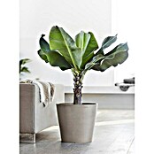 Ecopots Amsterdam Pflanzkübel rund (Außenmaß (Ø x H): 40 x 34,8 cm, Kunststoff, Braungrau, Mit Bewässerungssystem) | BAUHAUS