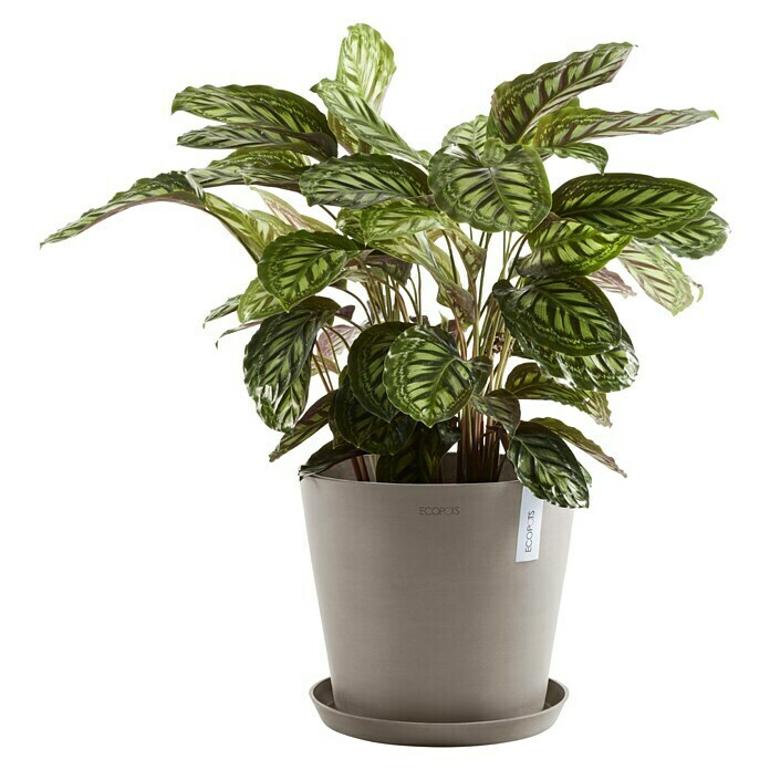 Ecopots Amsterdam Pflanzkübel rund (Außenmaß (Ø x H): 30 x 25,9 cm, Kunststoff, Braungrau, Mit Bewässerungssystem) | BAUHAUS