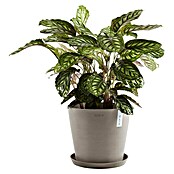 Ecopots Amsterdam Pflanzkübel rund (Außenmaß (Ø x H): 30 x 25,9 cm, Kunststoff, Braungrau, Mit Bewässerungssystem) | BAUHAUS
