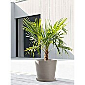 Ecopots Amsterdam Pflanzkübel rund (Außenmaß (Ø x H): 40 x 34,8 cm, Kunststoff, Braungrau, Mit Bewässerungssystem) | BAUHAUS
