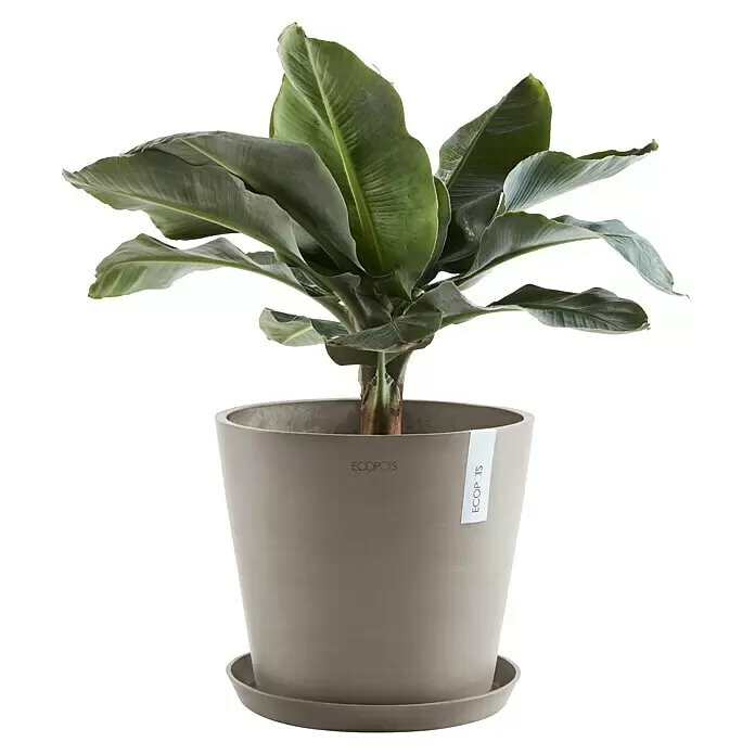 Ecopots Amsterdam Pflanzkübel rund - Außenmaß (Ø x H): 40 x 34,8 cm, Kunststoff, Braungrau, Mit Bewässerungssystem - Eine grüne, großblättrige Pflanze in einem grauen ECOPOTS Pflanzgefäß mit passendem Untersetzer.