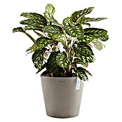 Ecopots Amsterdam Pflanzkübel rund (Außenmaß (Ø x H): 40 x 34,8 cm, Kunststoff, Braungrau, Mit Bewässerungssystem) | BAUHAUS