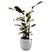 Ecopots Oslo Pflanztopf mit Wasserspeicher (Außenmaß (Ø x H): 25 x 21,4 cm, Kunststoff, Weißgrau) | BAUHAUS