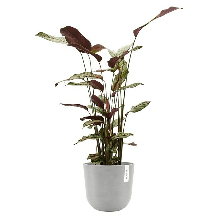 Ecopots Oslo Pflanztopf mit Wasserspeicher (Außenmaß (Ø x H): 25 x 21,4 cm, Kunststoff, Weißgrau) | BAUHAUS