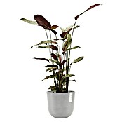 Ecopots Oslo Pflanztopf mit Wasserspeicher (Außenmaß (Ø x H): 25 x 21,4 cm, Kunststoff, Weißgrau) | BAUHAUS