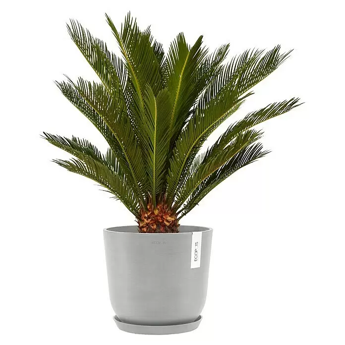 Ecopots Oslo Pflanztopf mit Wasserspeicher - Außenmaß (Ø x H): 25 x 21,4 cm, Kunststoff, Weißgrau - Grüne Sagopalme in einem hellgrauen Topf mit passendem Untersetzer.