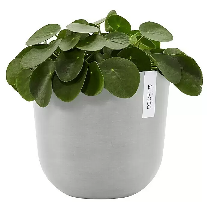 Ecopots Oslo Pflanztopf mit Wasserspeicher - Außenmaß (Ø x H): 25 x 21,4 cm, Kunststoff, Weißgrau - Eine grüne Pilea-Pflanze mit runden Blättern in einem hellgrauen ECOPOTS Pflanztopf.