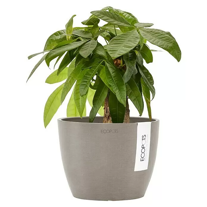 Ecopots Pflanztopf Stockholm - Außenmaß (Ø x H): 16,2 x 12 cm, Kunststoff, Braungrau - Lebendige grüne Pflanze in einem stilvollen grauen ECOPOTS Pflanzgefäß.