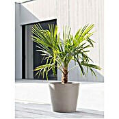 Ecopots Amsterdam Pflanzkübel rund (Außenmaß (Ø x H): 40 x 34,8 cm, Kunststoff, Braungrau, Mit Bewässerungssystem) | BAUHAUS