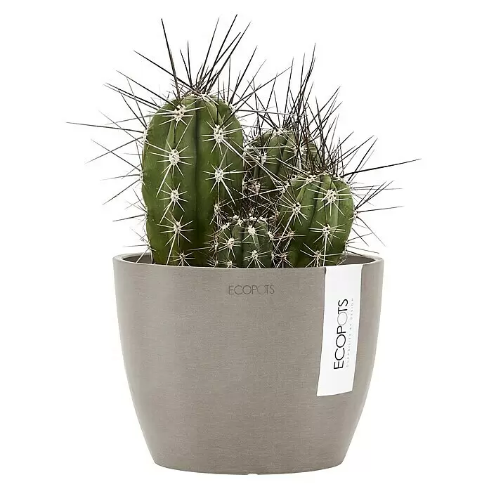Ecopots Pflanztopf Stockholm - Außenmaß (Ø x H): 16,2 x 12 cm, Kunststoff, Braungrau - Grüner Kaktus mit weißen und langen schwarzen Stacheln in einem grauen Topf mit 'ECOPOTS' Etikett.
