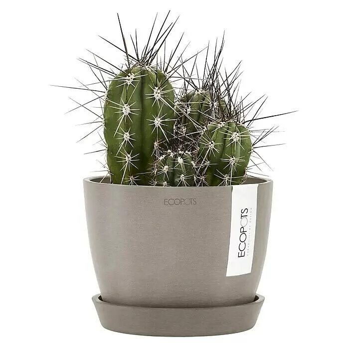 Ecopots Pflanztopf Stockholm - Außenmaß (Ø x H): 16,2 x 12 cm, Kunststoff, Braungrau - Grüner Kaktus mit prominenten Stacheln in einem grauen 'ECOPOTS' Blumentopf mit passendem Untersetzer.