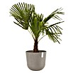 Ecopots Oslo Pflanztopf mit Wasserspeicher (Außenmaß (Ø x H): 35 x 40,5 cm, Kunststoff, Braungrau) | BAUHAUS