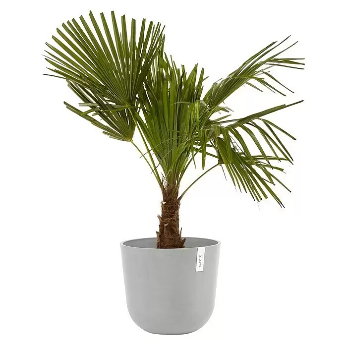 Ecopots Oslo Pflanztopf mit Wasserspeicher - Außenmaß (Ø x H): 35 x 40,5 cm, Kunststoff, Weißgrau - Topfpalme in einem grauen Topf mit ECO POTS Etikett.