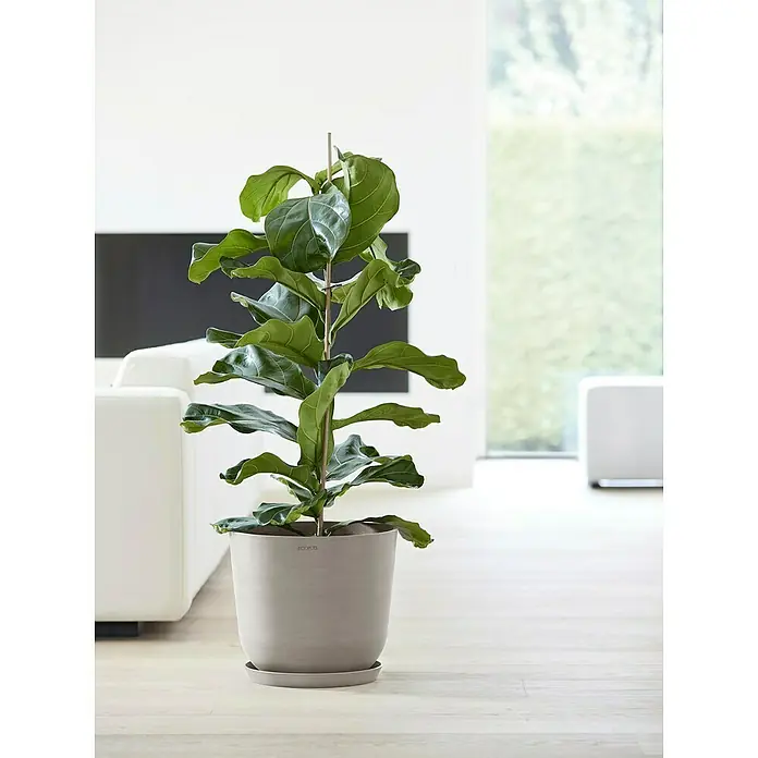 Ecopots Oslo Pflanztopf mit Wasserspeicher - Außenmaß (Ø x H): 35 x 40,5 cm, Kunststoff, Braungrau - Ein attraktiver Ficus lyrata in einem schlichten, zementfarbenen Topf, ideal für moderne Wohnräume, der einen Hauch von Grün ins Interieur bringt.