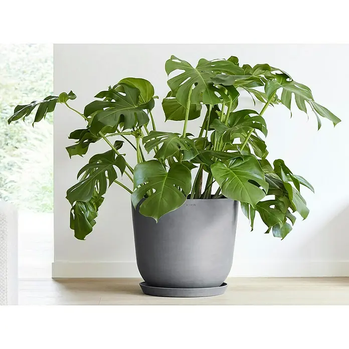 Ecopots Oslo Pflanztopf mit Wasserspeicher - Außenmaß (Ø x H): 45 x 39,4 cm, Kunststoff, Grau - Zimmerpflanze Monstera deliciosa in einem grauen Pflanzgefäß. Die Pflanze hat große, grüne Blätter mit charakteristischen Schlitzen.
