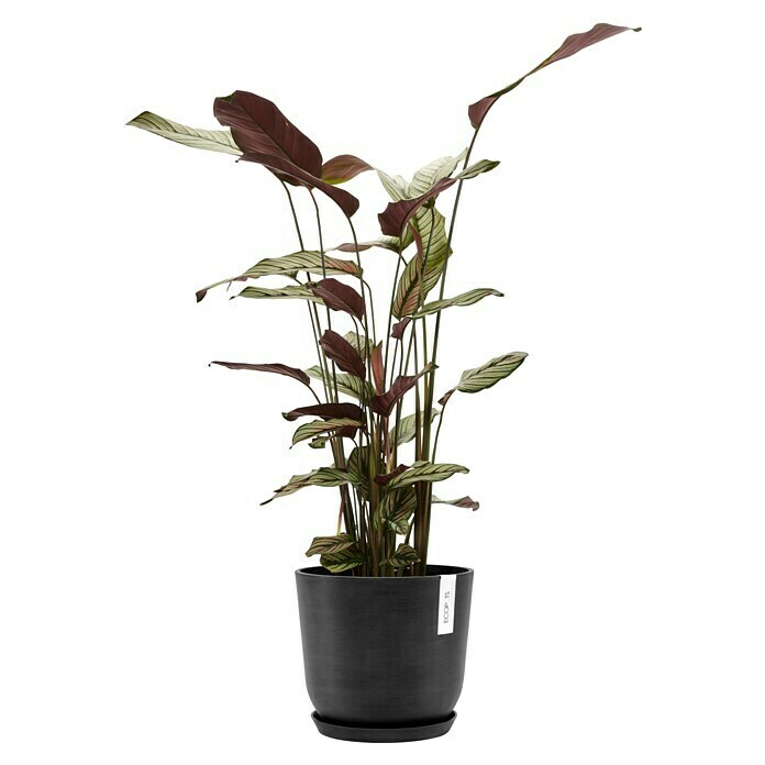 Ecopots Oslo Pflanztopf mit Wasserspeicher (Außenmaß (Ø x H): 25 x 21,4 cm, Kunststoff, Dunkelgrau) | BAUHAUS