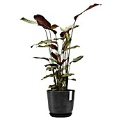 Ecopots Oslo Pflanztopf mit Wasserspeicher (Außenmaß (Ø x H): 25 x 21,4 cm, Kunststoff, Dunkelgrau) | BAUHAUS