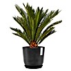 Ecopots Oslo Pflanztopf mit Wasserspeicher (Außenmaß (Ø x H): 25 x 21,4 cm, Kunststoff, Dunkelgrau) | BAUHAUS