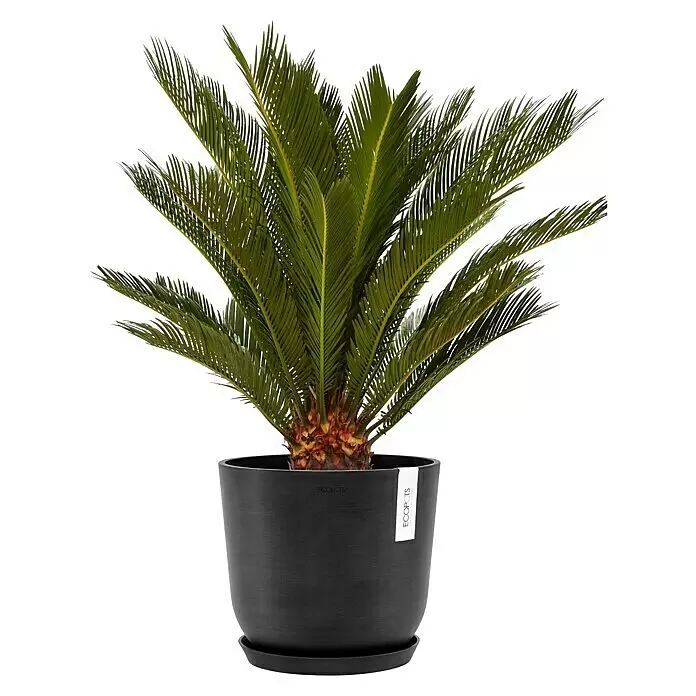 Ecopots Oslo Pflanztopf mit Wasserspeicher - Außenmaß (Ø x H): 25 x 21,4 cm, Kunststoff, Dunkelgrau - Sagopalmfplanze in einem schwarzen Pflanzgefäß mit passendem Untersetzer.