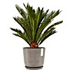 Ecopots Oslo Pflanztopf mit Wasserspeicher (Außenmaß (Ø x H): 25 x 21,4 cm, Kunststoff, Braungrau) | BAUHAUS