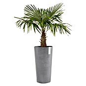 Ecopots Amsterdam Pflanzsäule rund High (Außenmaß (Ø x H): 49,8 x 91 cm, Kunststoff, Grau) | BAUHAUS