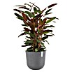 Ecopots Oslo Pflanztopf mit Wasserspeicher (Außenmaß (Ø x H): 35 x 40,5 cm, Kunststoff, Grau) | BAUHAUS