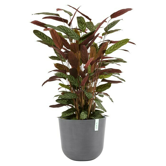 Ecopots Oslo Pflanztopf mit Wasserspeicher (Außenmaß (Ø x H): 35 x 40,5 cm, Kunststoff, Grau) | BAUHAUS