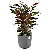 Ecopots Oslo Pflanztopf mit Wasserspeicher (Außenmaß (Ø x H): 35 x 40,5 cm, Kunststoff, Grau) | BAUHAUS