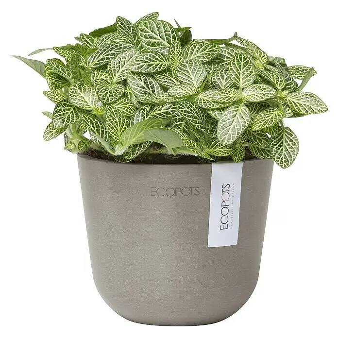Ecopots Oslo Pflanztopf Mini - Außenmaß (Ø x H): 11,4 x 9,5 cm, Kunststoff, Braungrau - Topf-Fittonia-Pflanze mit grünen Blättern und weißen Adern in einem grauen ECOPOTS-Pflanzgefäß.