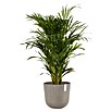Ecopots Oslo Pflanztopf mit Wasserspeicher (Außenmaß (Ø x H): 35 x 40,5 cm, Kunststoff, Braungrau) | BAUHAUS