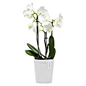 Ecopots Orchideentopf Morinda (Außenmaß (Ø x H): 11 x 12,5 cm, Kunststoff, Weiß) | BAUHAUS