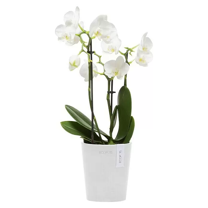 Ecopots Orchideentopf Morinda - Außenmaß (Ø x H): 11 x 12,5 cm, Kunststoff, Weiß - Weiße Orchidee in einem weißen ECOPOTS Pflanztopf.
