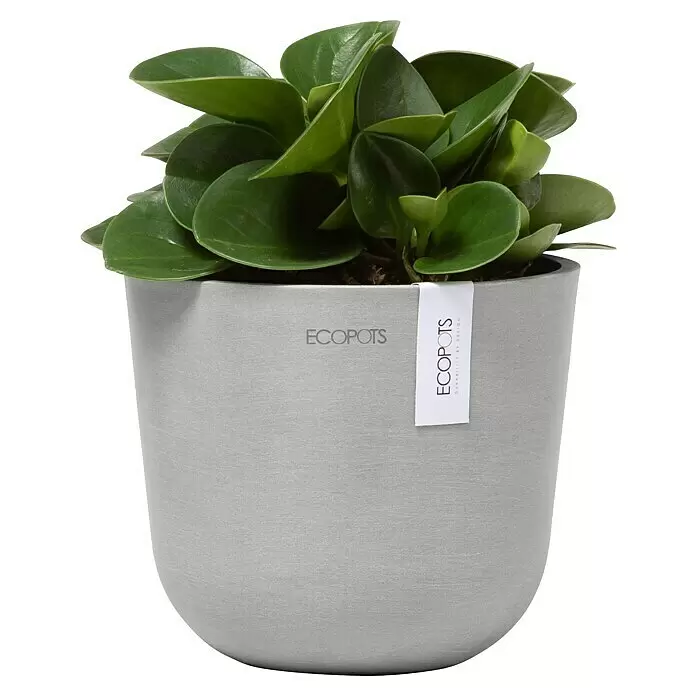 Ecopots Oslo Pflanztopf Mini - Außenmaß (Ø x H): 16 x 13,7 cm, Kunststoff, Weißgrau - Eine lebendige, grüne Blattpflanze in einem strukturierten grauen Topf mit Ecopots-Etikett.