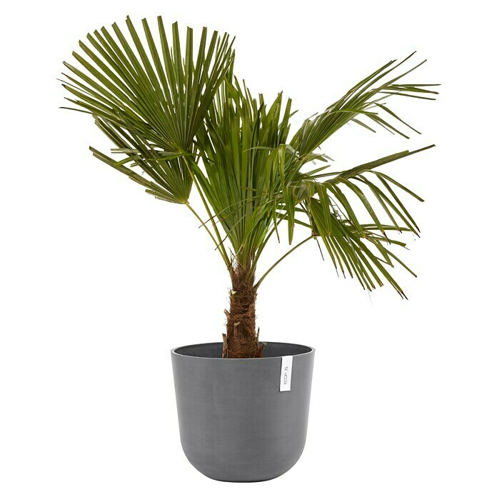 Ecopots Oslo Pflanztopf mit Wasserspeicher (Außenmaß (Ø x H): 35 x 40,5 cm, Kunststoff, Grau) | BAUHAUS