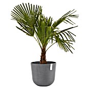 Ecopots Oslo Pflanztopf mit Wasserspeicher (Außenmaß (Ø x H): 35 x 40,5 cm, Kunststoff, Grau) | BAUHAUS