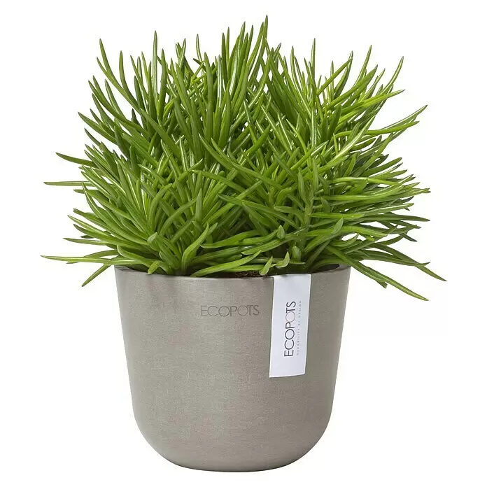Ecopots Oslo Pflanztopf Mini - Außenmaß (Ø x H): 11,4 x 9,5 cm, Kunststoff, Braungrau - Üppige grüne Sukkulente in einem stilvollen grauen Topf mit weißem Markenetikett.