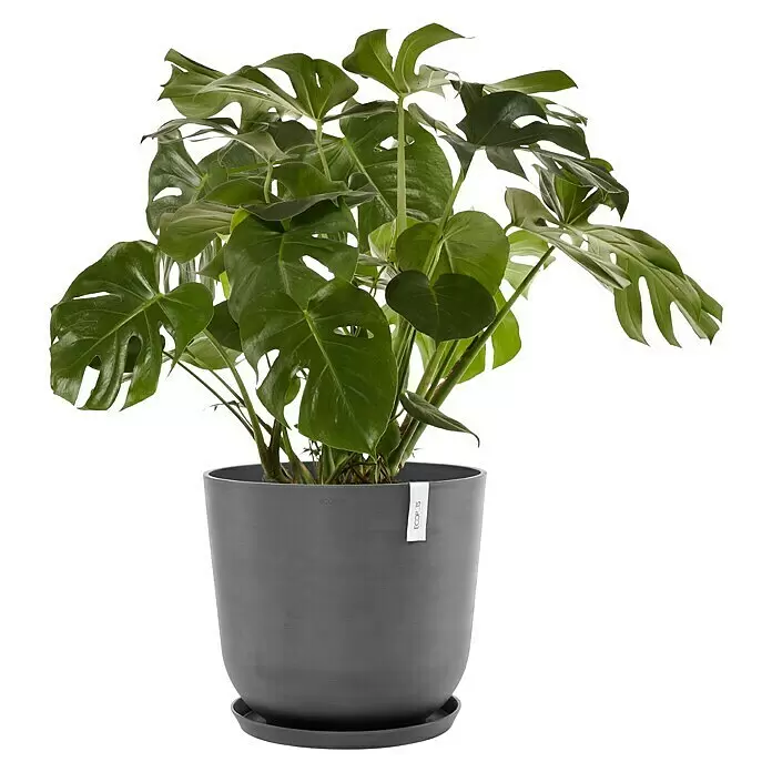 Ecopots Oslo Pflanztopf mit Wasserspeicher - Außenmaß (Ø x H): 55 x 48,5 cm, Kunststoff, Grau - Grüne Monstera-Pflanze mit großen geschlitzten Blättern in einem glatten, dunkelgrauen Topf mit passendem Untersetzer.