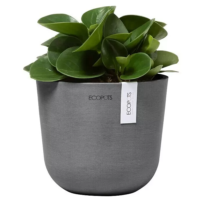 Ecopots Oslo Pflanztopf Mini - Außenmaß (Ø x H): 16 x 13,7 cm, Kunststoff, Grau - Grüne Pflanze in einem strukturierten grauen ECOPOTS Pflanztopf mit weißem Etikett.