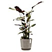 Ecopots Oslo Pflanztopf mit Wasserspeicher (Außenmaß (Ø x H): 25 x 21,4 cm, Kunststoff, Braungrau) | BAUHAUS