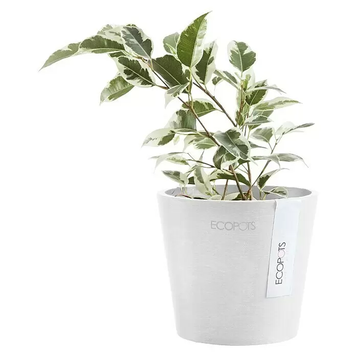 Ecopots Amsterdam Pflanztopf Mini - Außenmaß (Ø x H): 10,5 x 9,2 cm, Kunststoff, Weiß - Bunte Pflanze mit grün-weißen Blättern in einem runden, weißen ECOPOTS Pflanzgefäß.