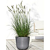 Ecopots Oslo Pflanztopf mit Wasserspeicher (Außenmaß (Ø x H): 35 x 40,5 cm, Kunststoff, Grau) | BAUHAUS