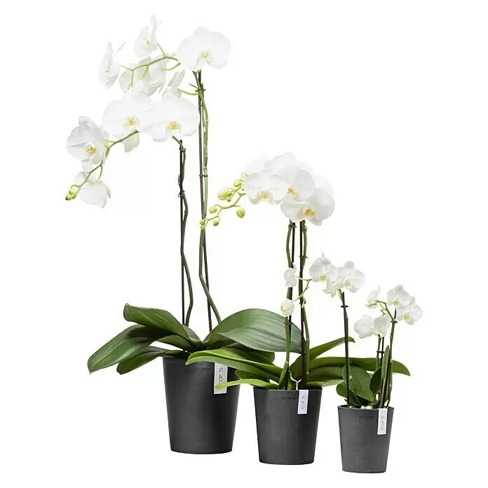 Ecopots Orchideentopf Morinda - Außenmaß (Ø x H): 17,1 x 19,5 cm, Kunststoff, Dunkelgrau - Drei weiße Orchideen in unterschiedlich großen, dunkelgrauen Töpfen.