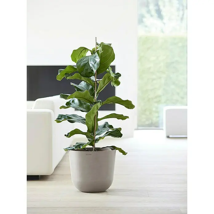 Ecopots Oslo Pflanztopf mit Wasserspeicher - Außenmaß (Ø x H): 35 x 40,5 cm, Kunststoff, Braungrau - Diese Aufnahme zeigt eine Ficus Lyrata Pflanze in einem grauen Topf. Die Pflanze wird von einem Stock gestützt und steht in einem hellen Raum.